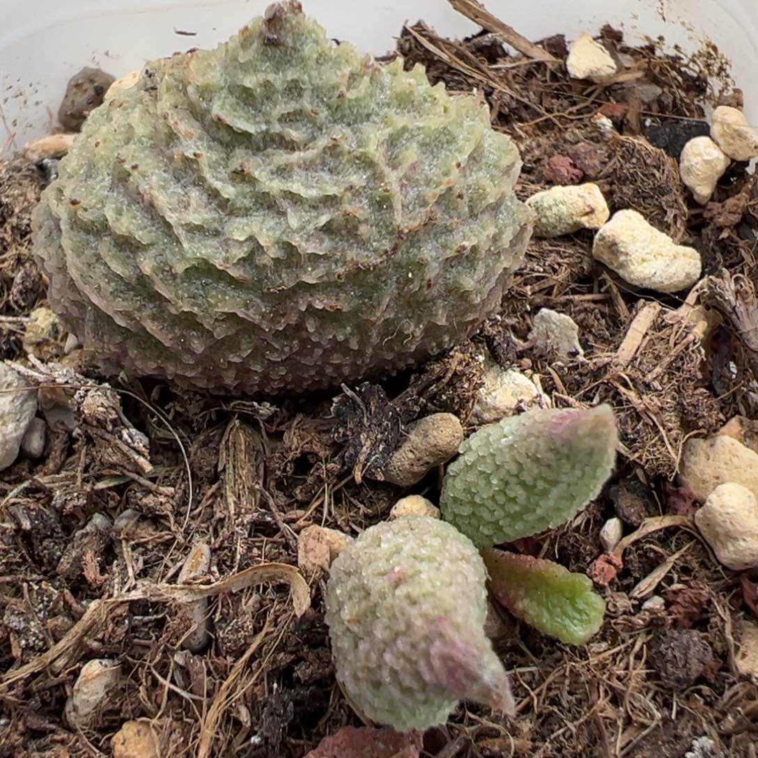 福利款巨猪宝大苗多肉植物水泡