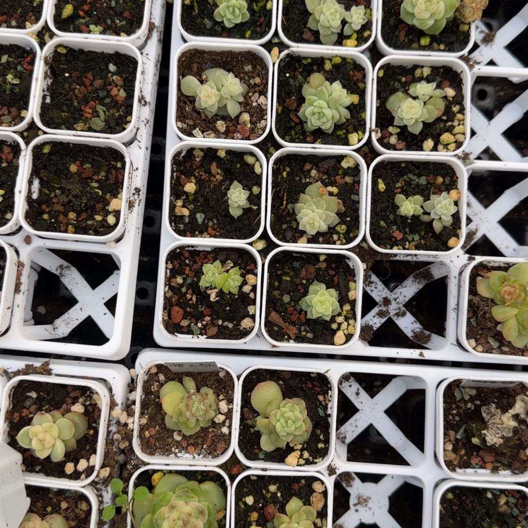 千寻盆外棚一个满25包邮