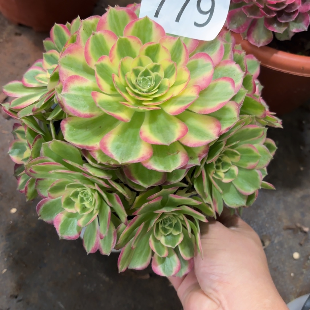 779多肉植物海鲜特价