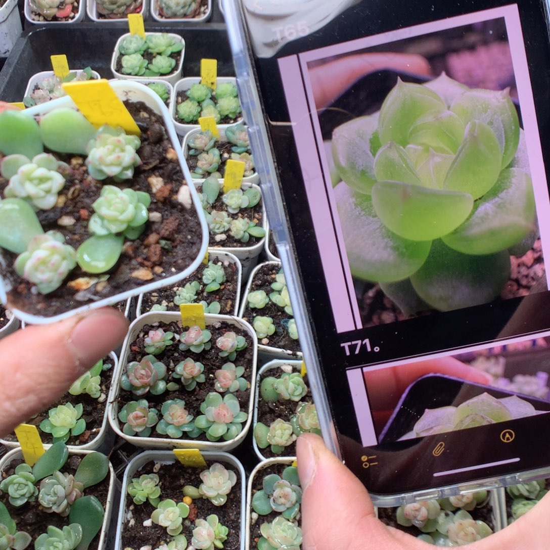 无花朵T65。一组4颗量拍yyyyy