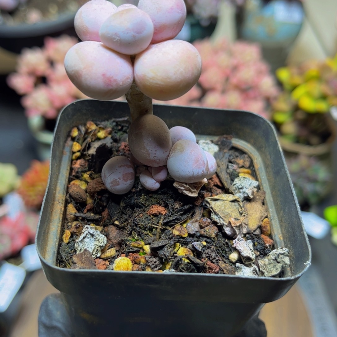 373老桩橙奶双头多肉