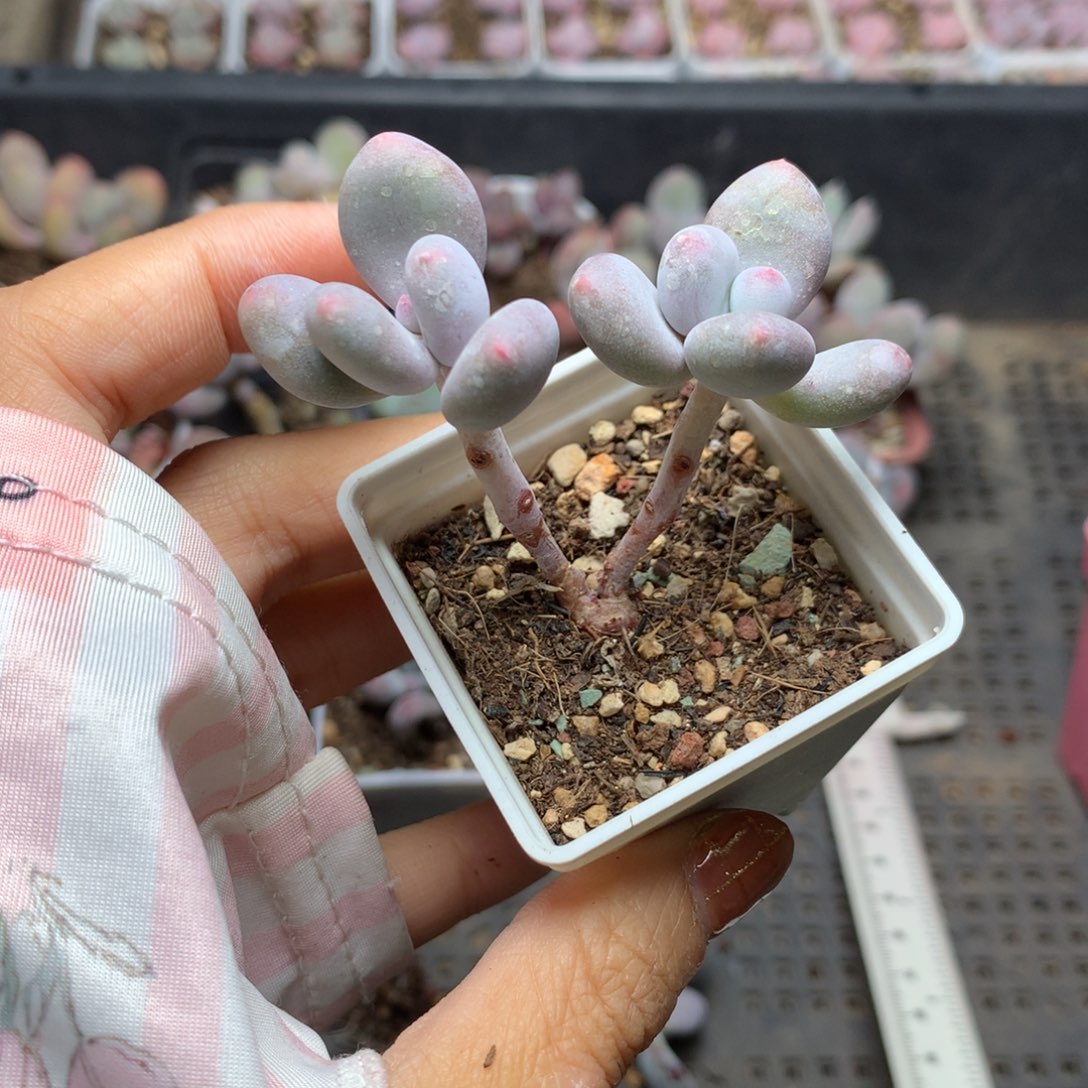 大叶奶和高后给哈更尴尬