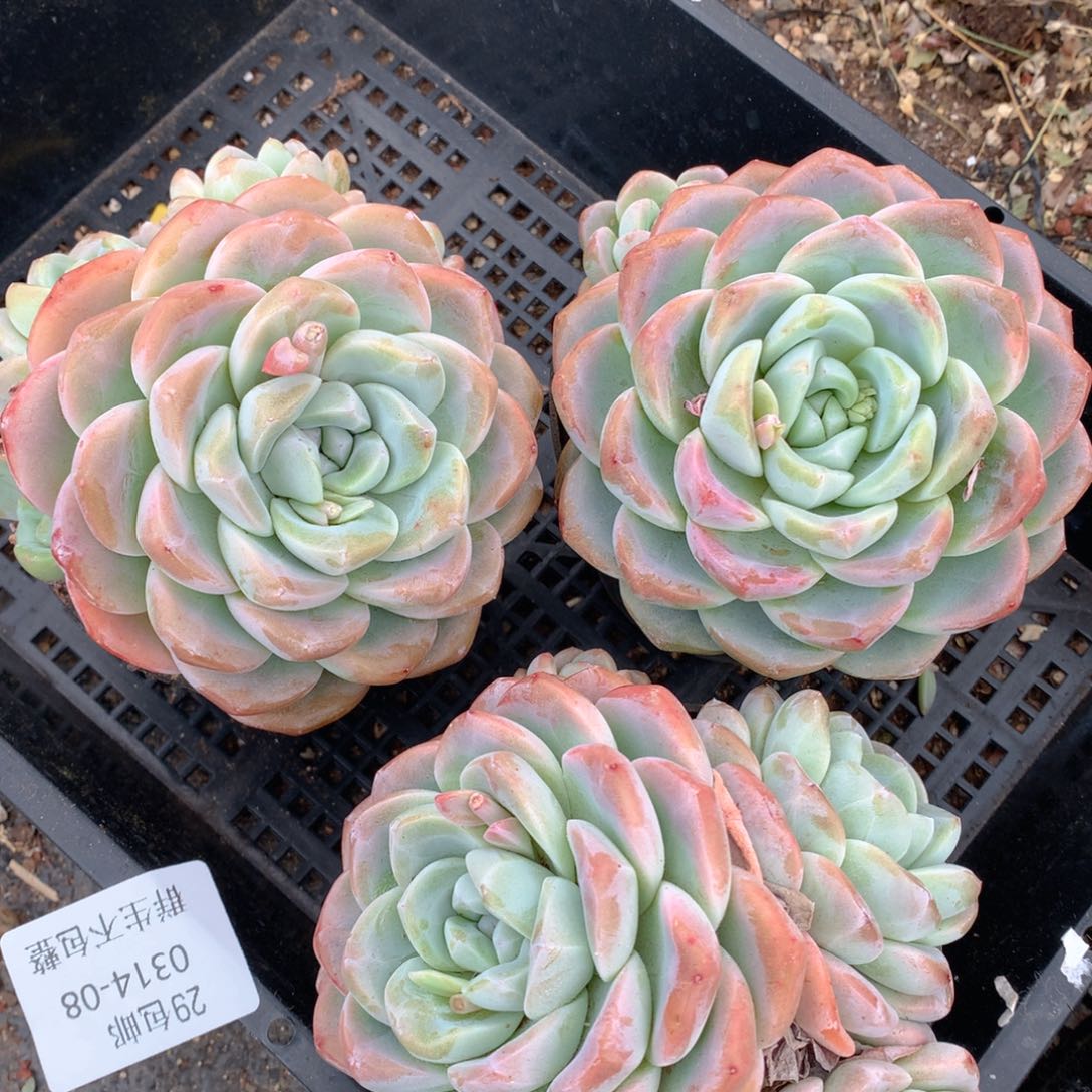 0314-08 精养冰玉三颗