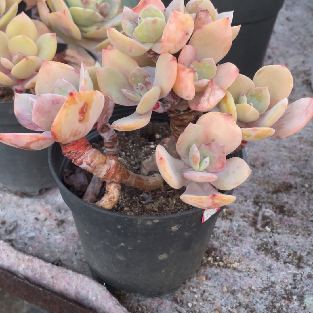 阿***颖2813  白凤 六月六