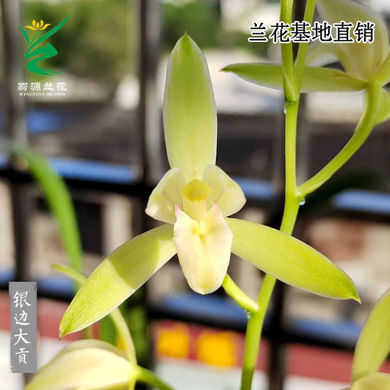翁源兰花高端铭品四季建兰银边大贡开花浓香大凤素好养室内盆栽