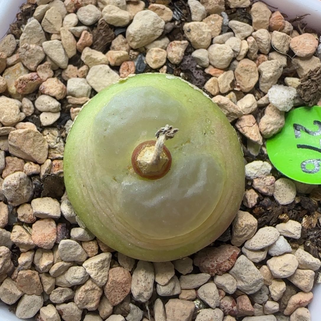 拉登2+多肉植物276