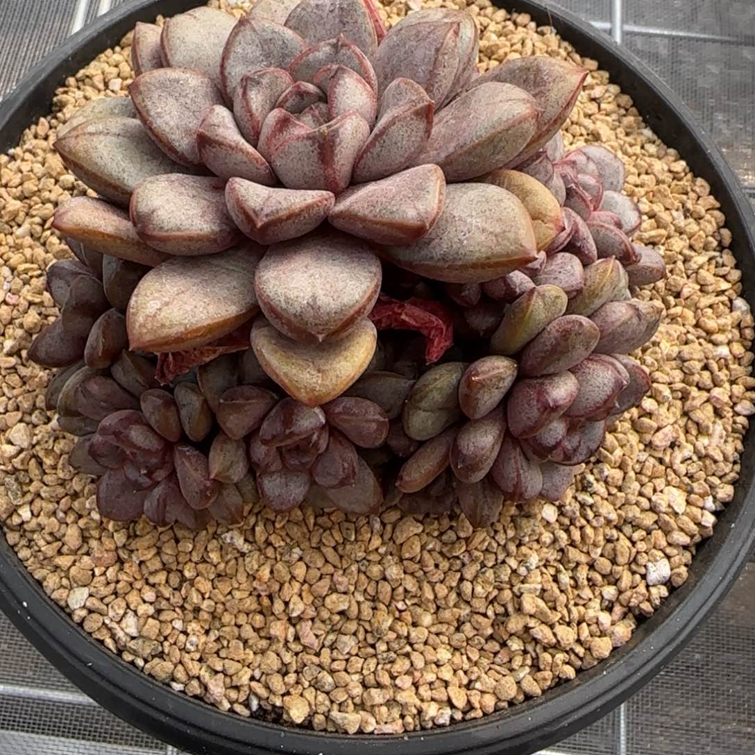 从前慢花园精选葡萄小