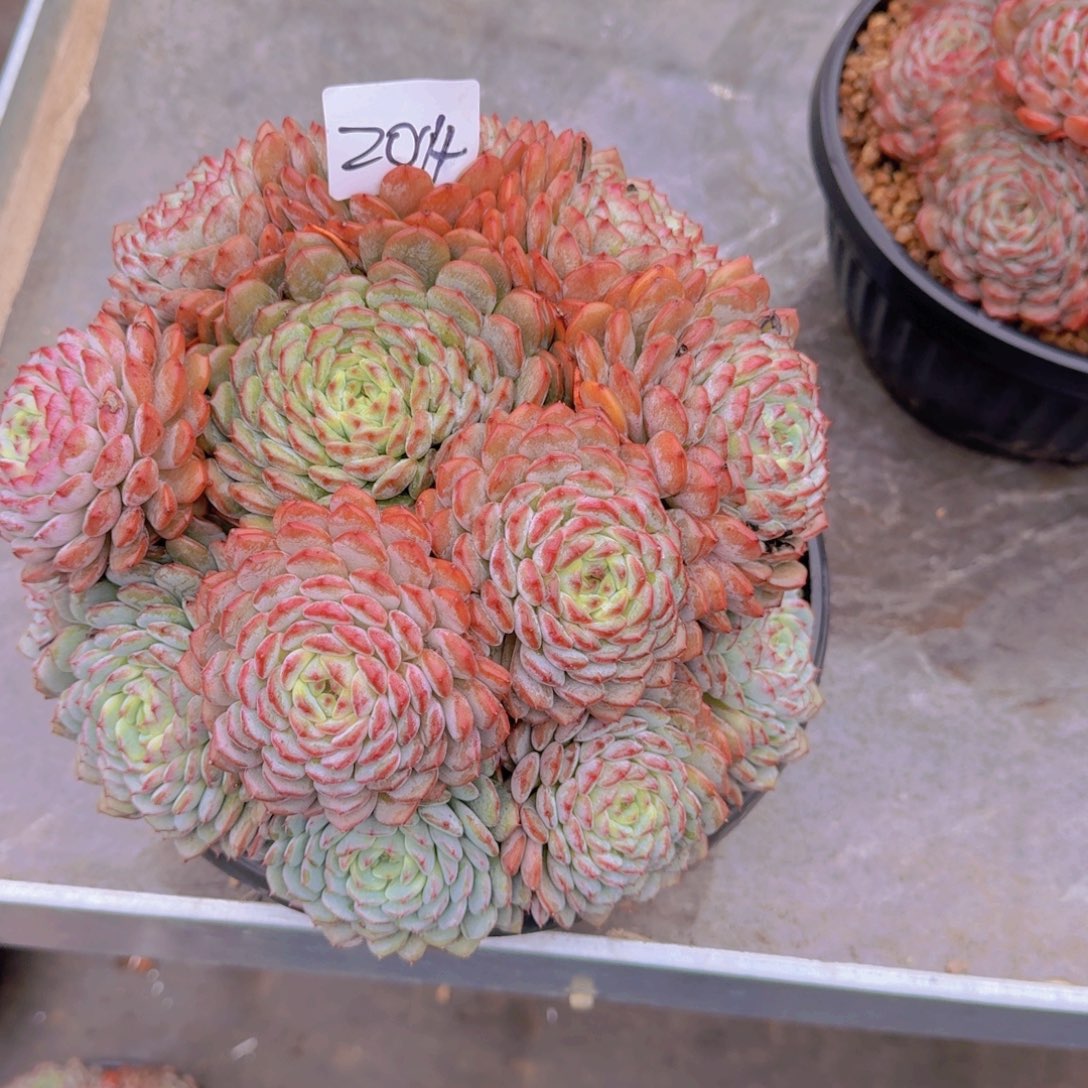 *****2014白胖子多肉植物生长发育