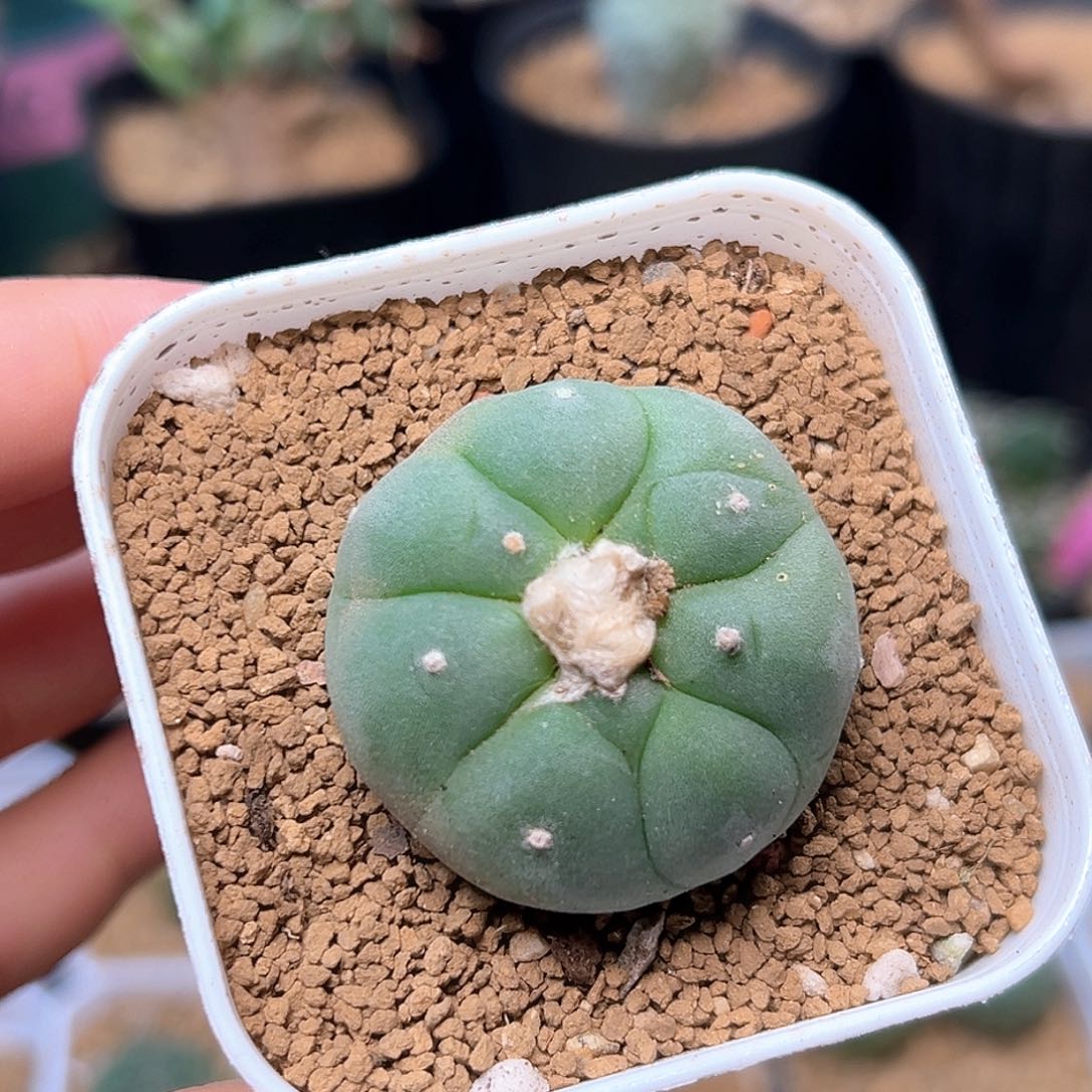 无花朵自根海鲜一颗一颗