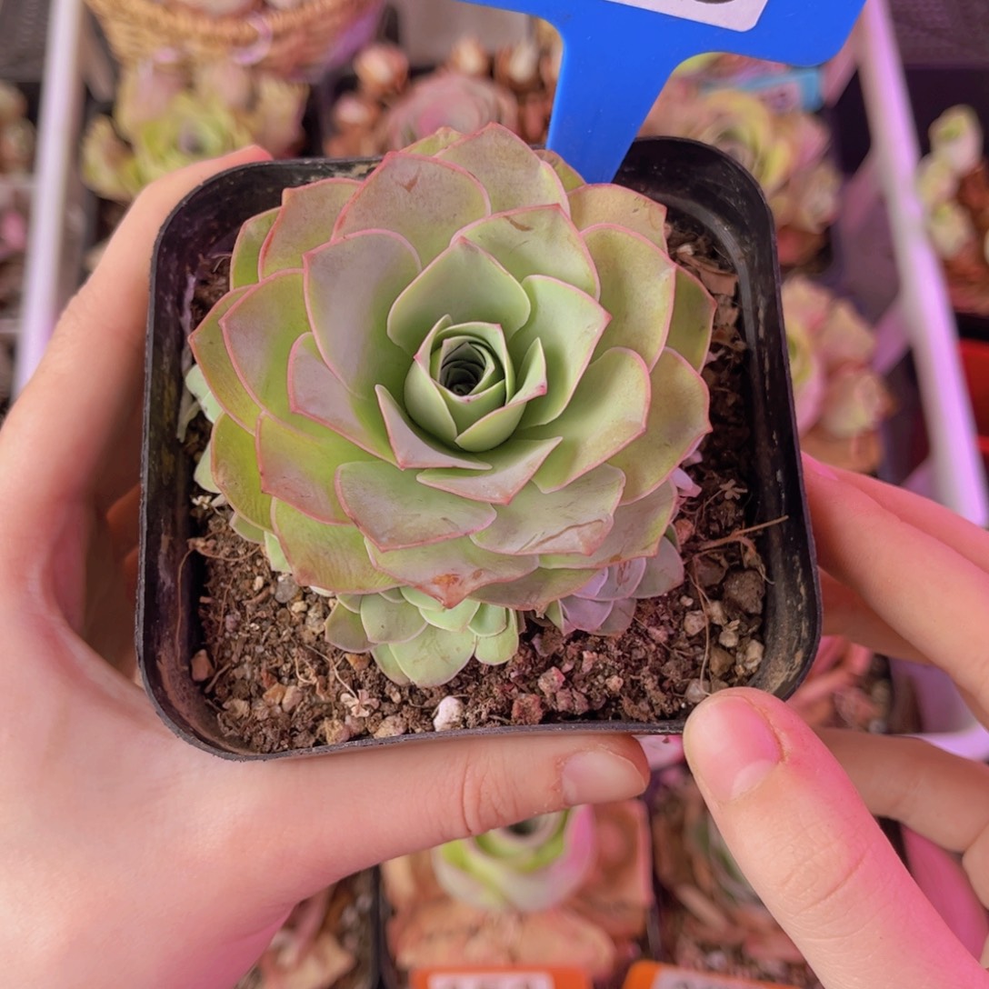 亭***子单品一物一拍193号12月会员领花