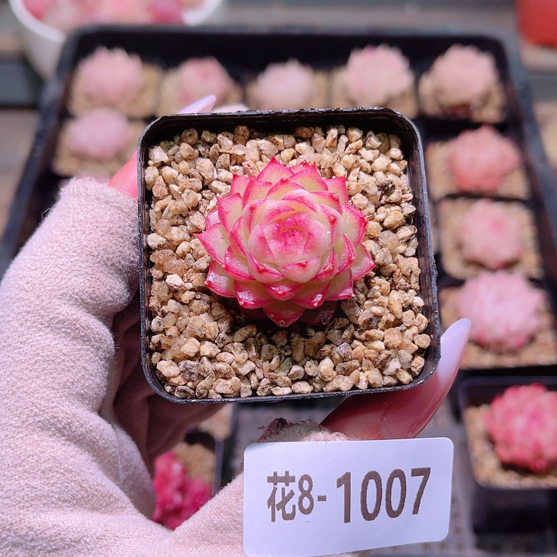 花利美8-1007女王