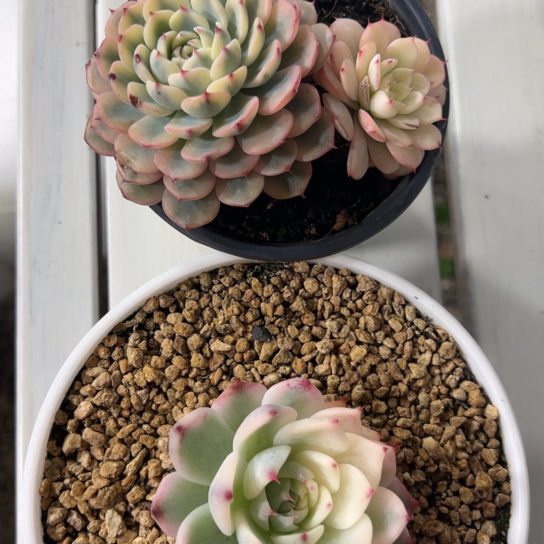 吉娃娃锦姬莲锦多肉