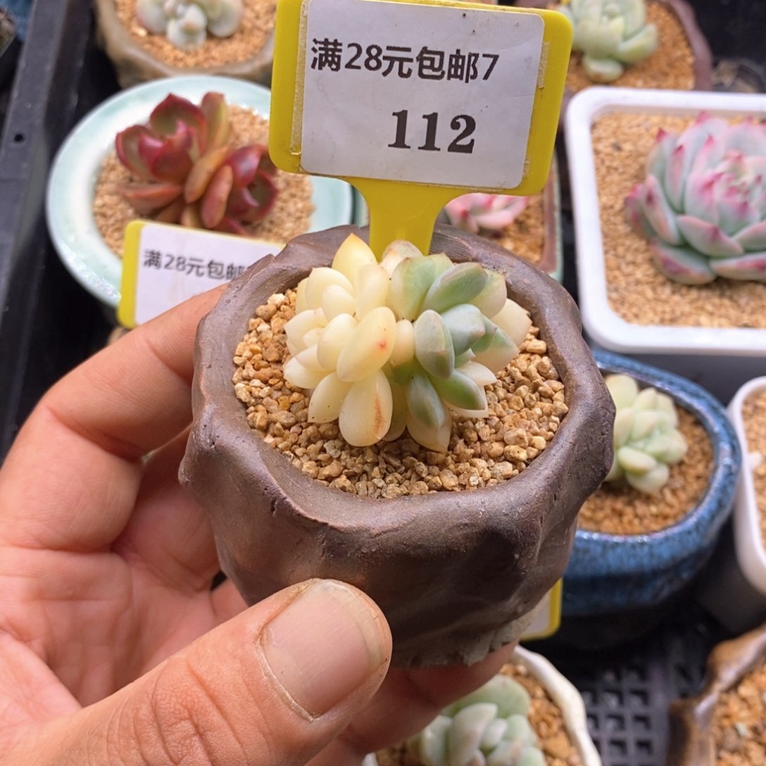 7112梦露锦多肉植物