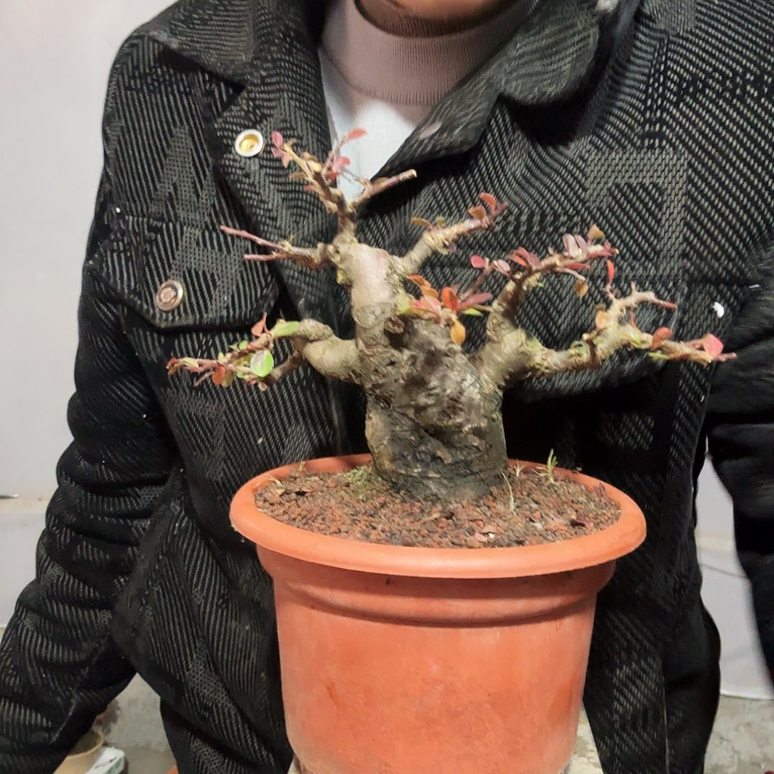 导***哪云南昭通红花平枝栒子