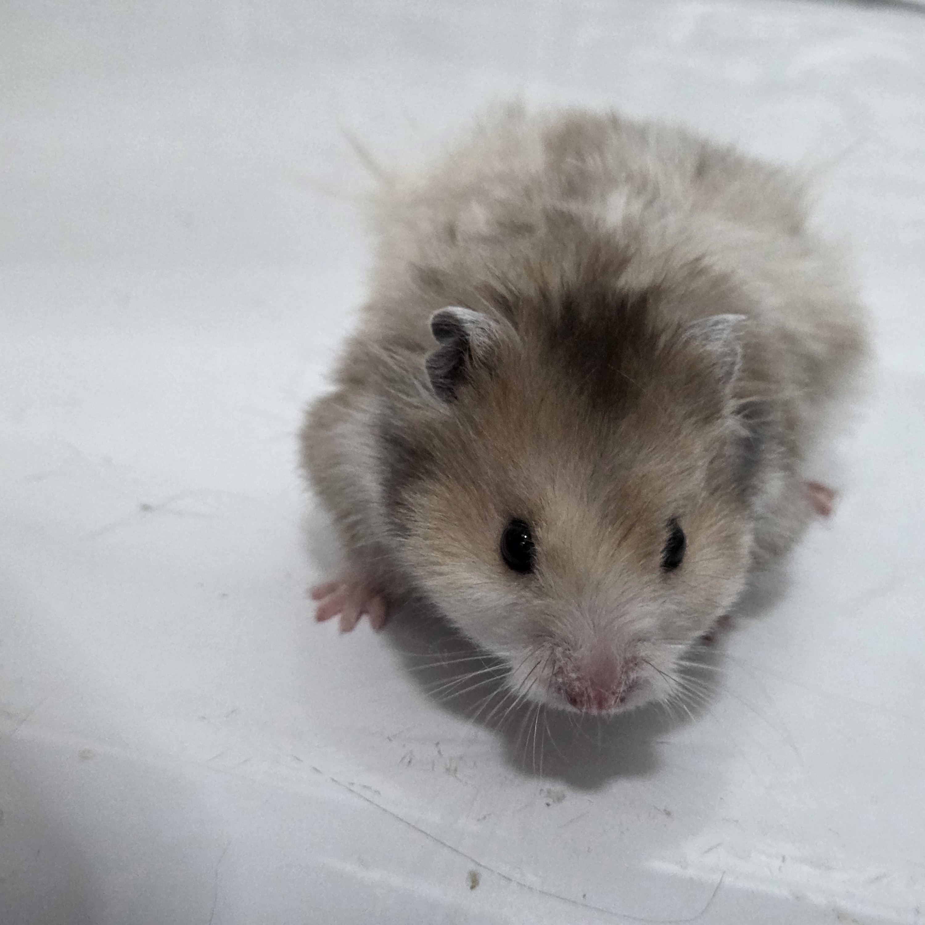 家养长毛卷毛波利可爱小仓鼠宠物活体金丝熊（质保15天）