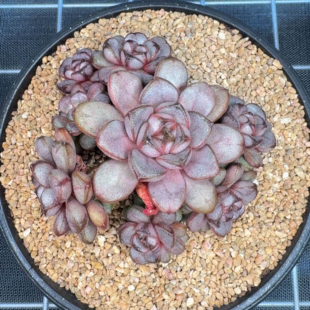 从前慢多肉编号葡萄小