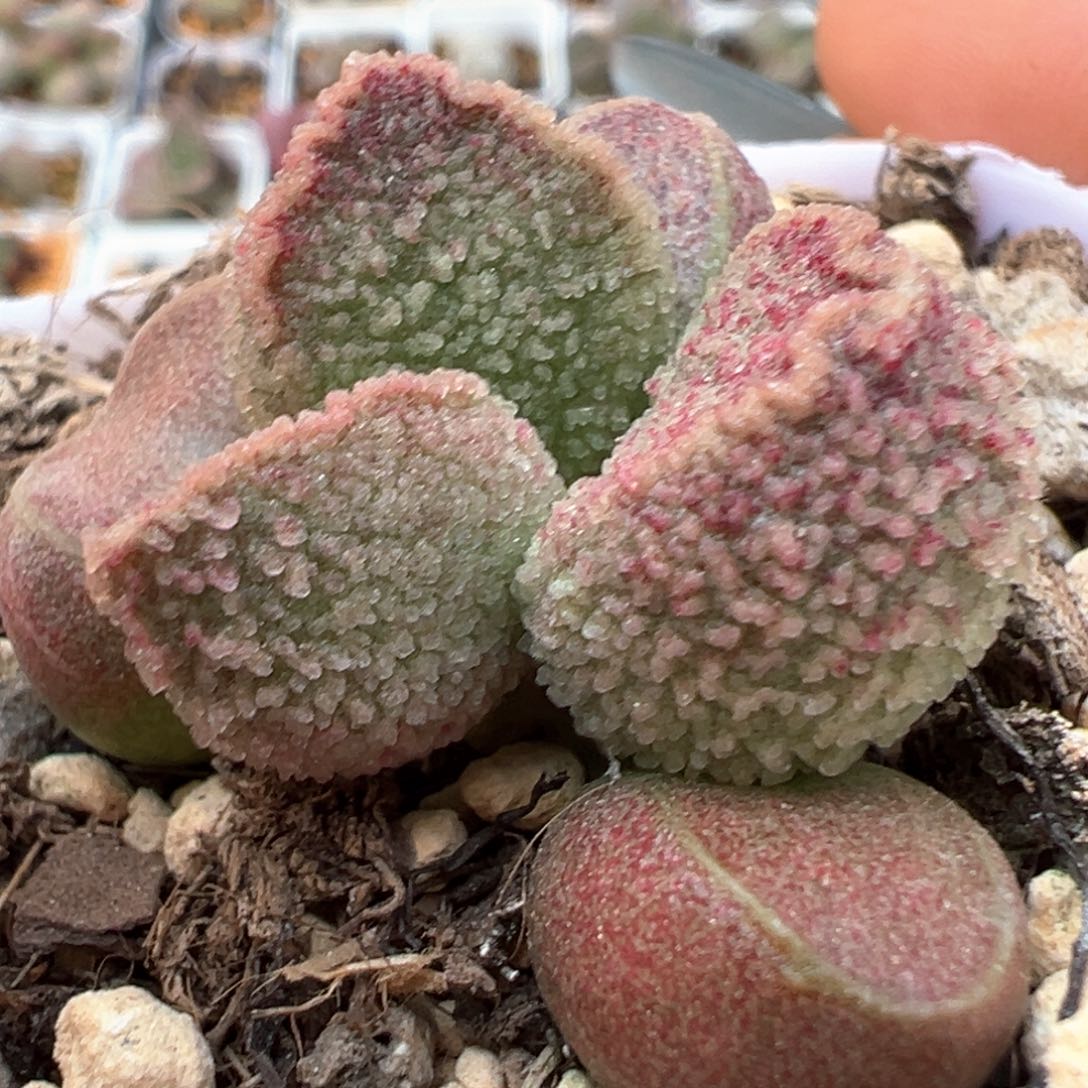 实生新品多肉植物水泡