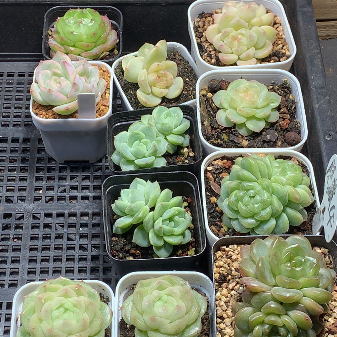 阿丹多肉一物一拍小莫