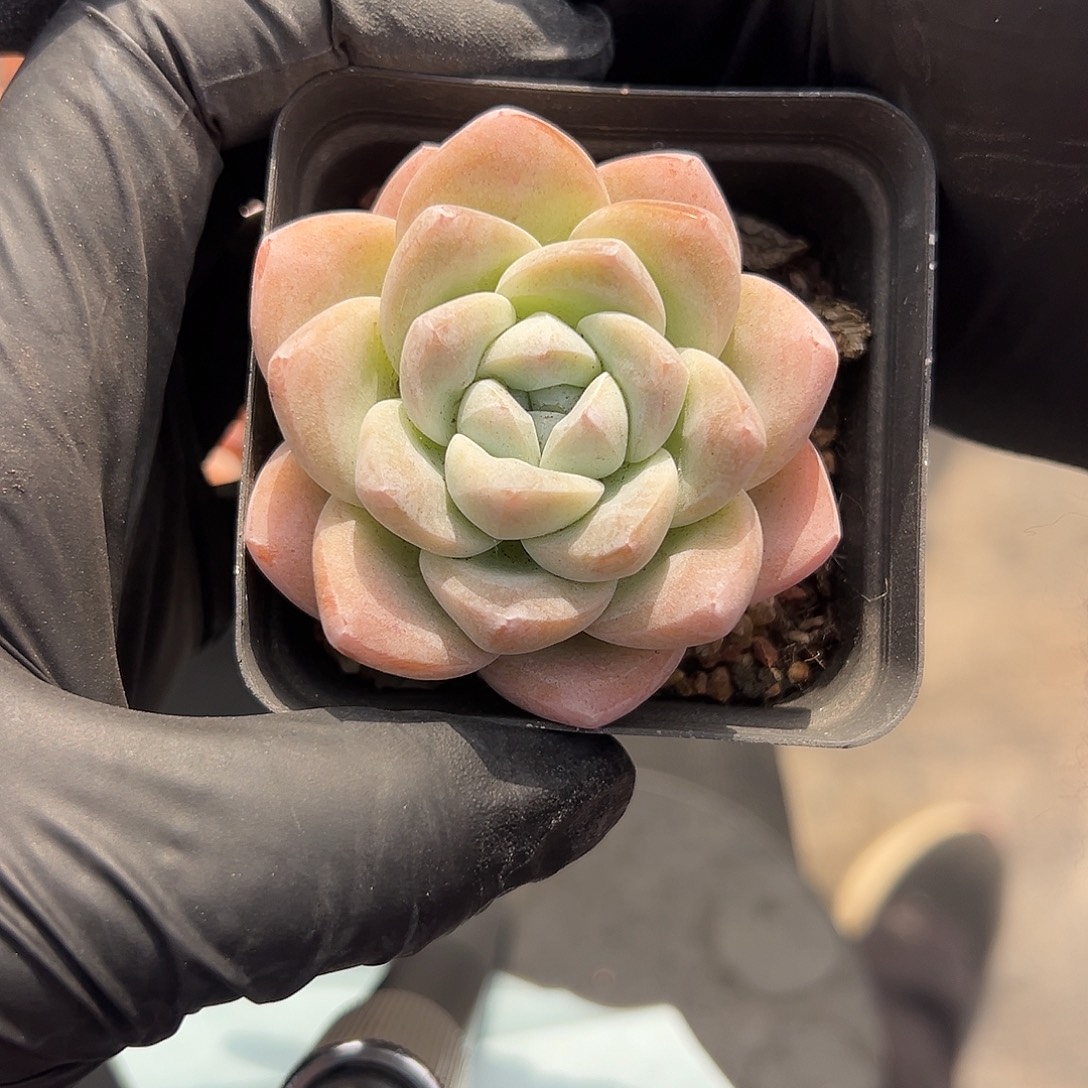 c***o单头冰玉脱土发货