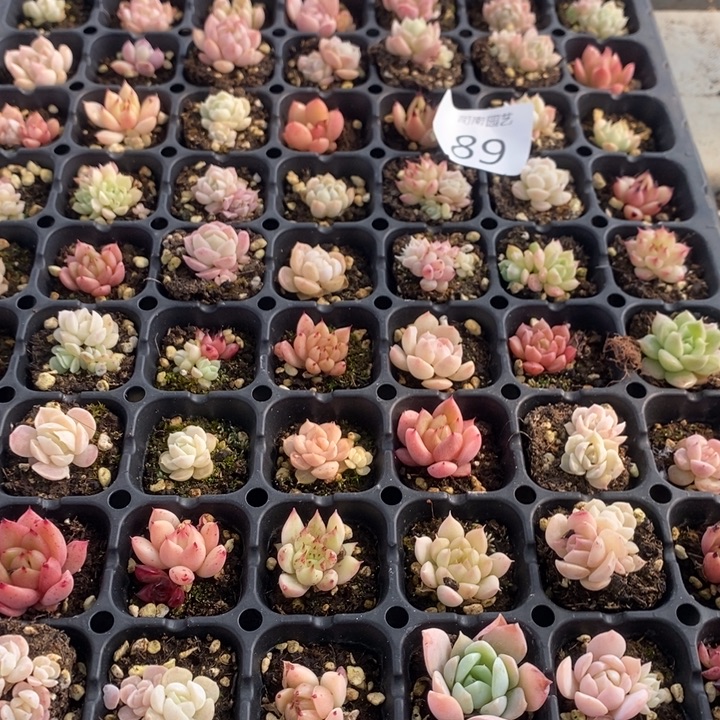 89 多肉植物盆栽花卉
