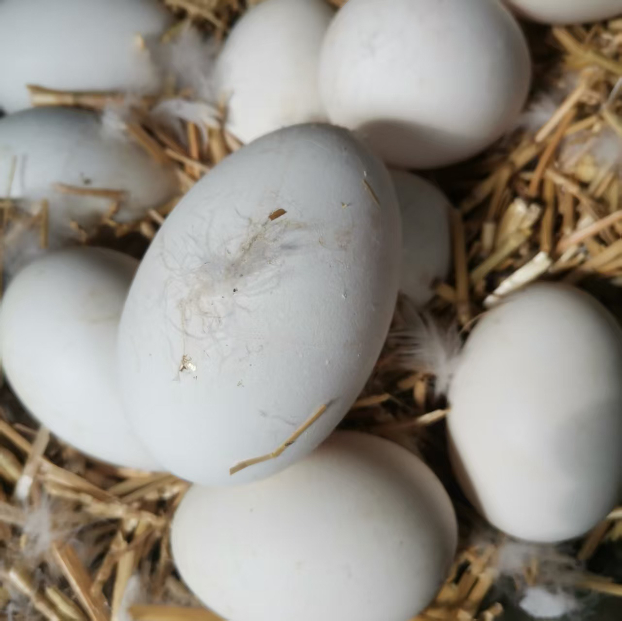 新鲜鹅蛋农家散养现捡现发12枚包邮