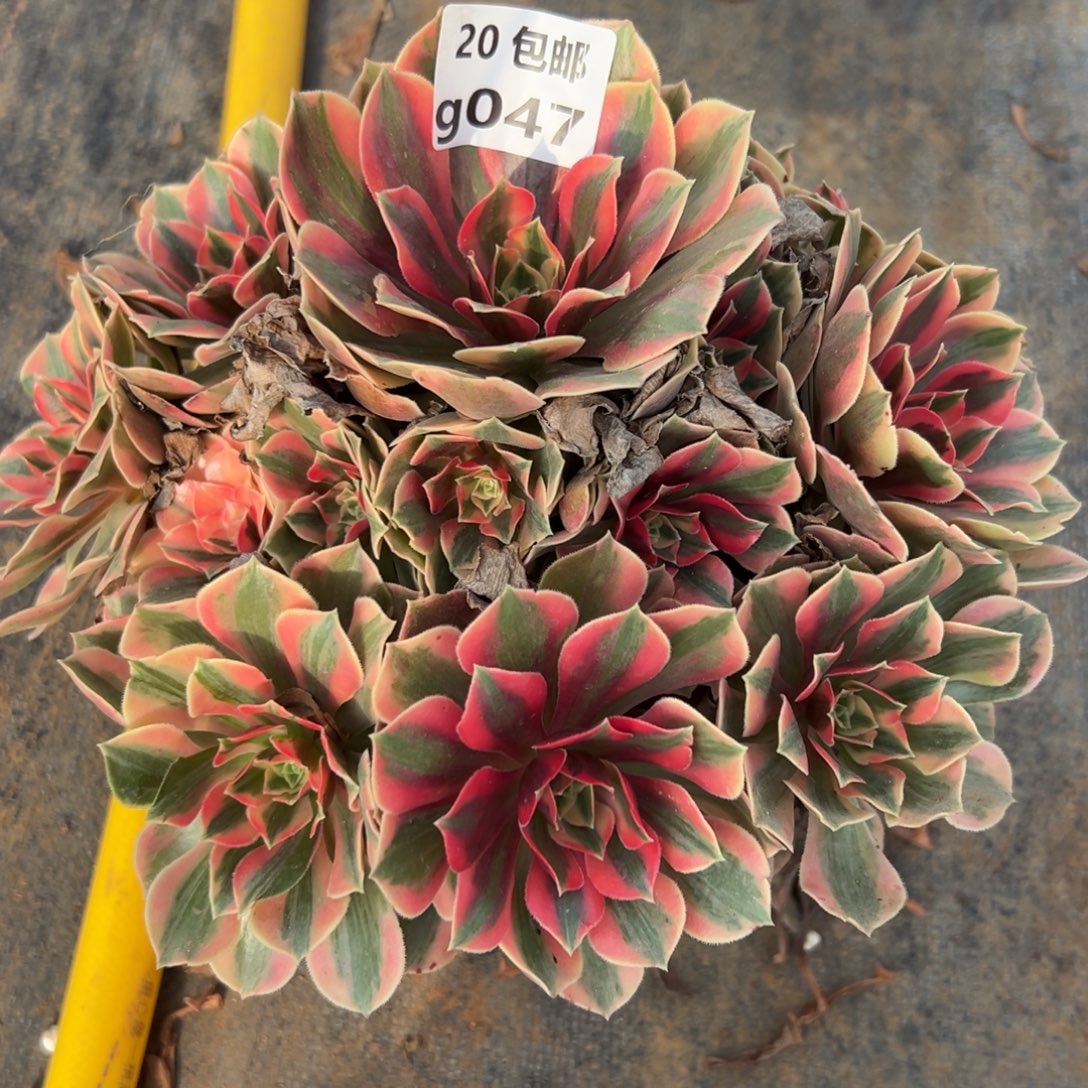 047女妖，满20包邮嘟叮熊