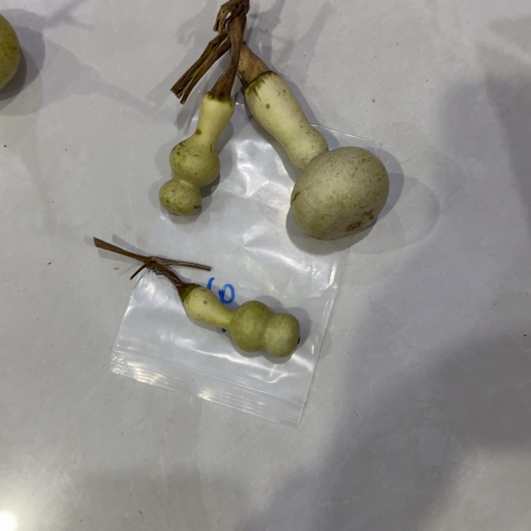 允***爷青皮不包成青皮不包成