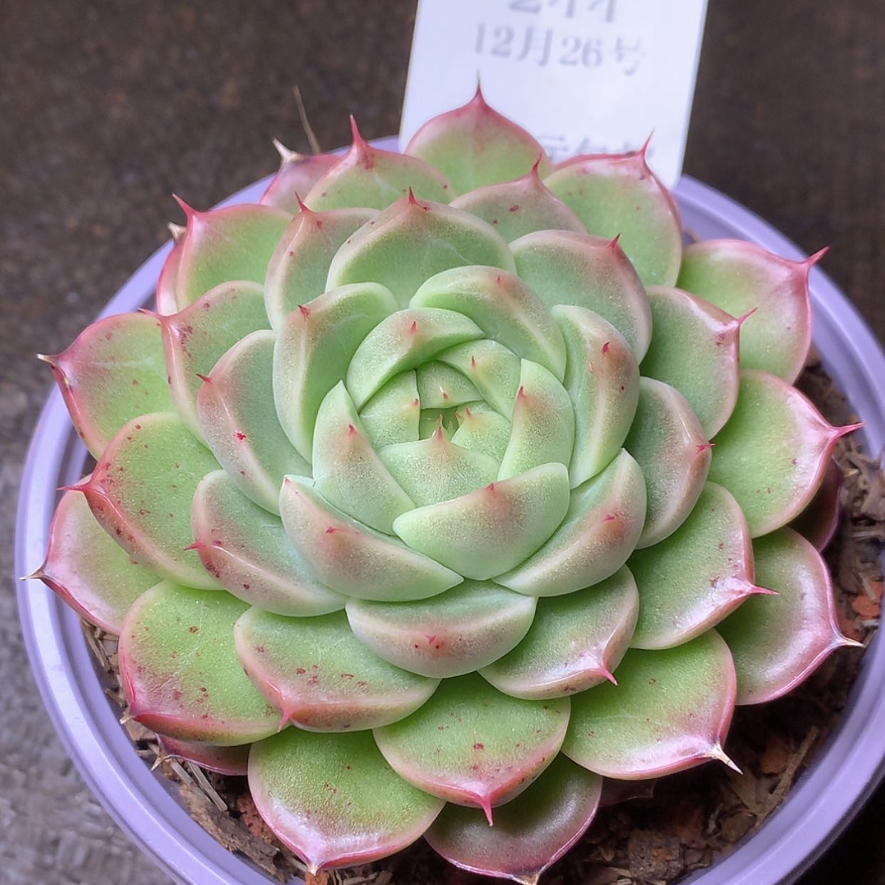 【闪购商品】云244号