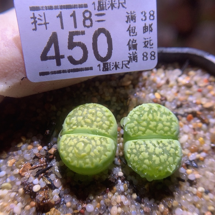 精品生石花118.450