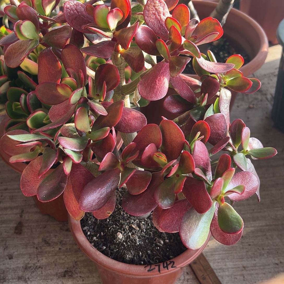 小***灰稀有红叶玉树带 土球2742