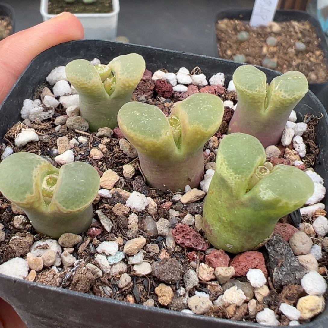 11.14好看的多肉脱土发货426