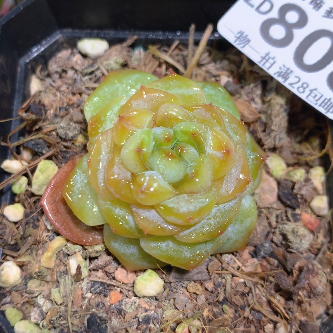 5CM拇指盆精控多肉ZD808