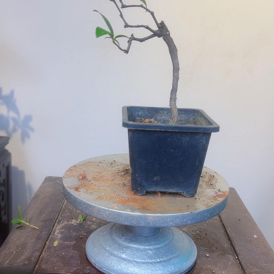 春花小品掌中宝绿植