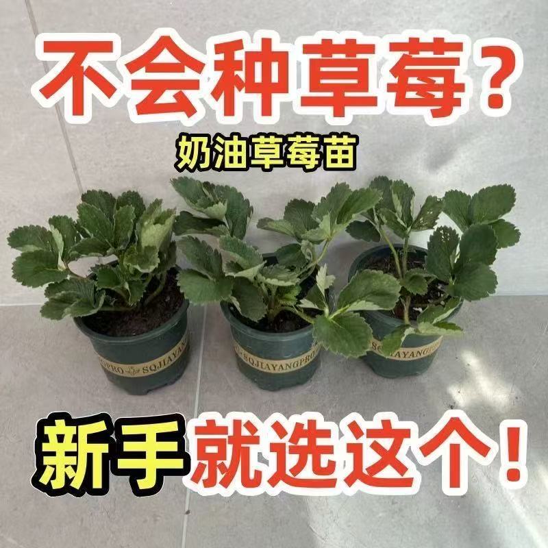 （买2盆送一盆+带盆+带土发货）草莓苗加仑盆苗奶油盆栽红颜草莓盆