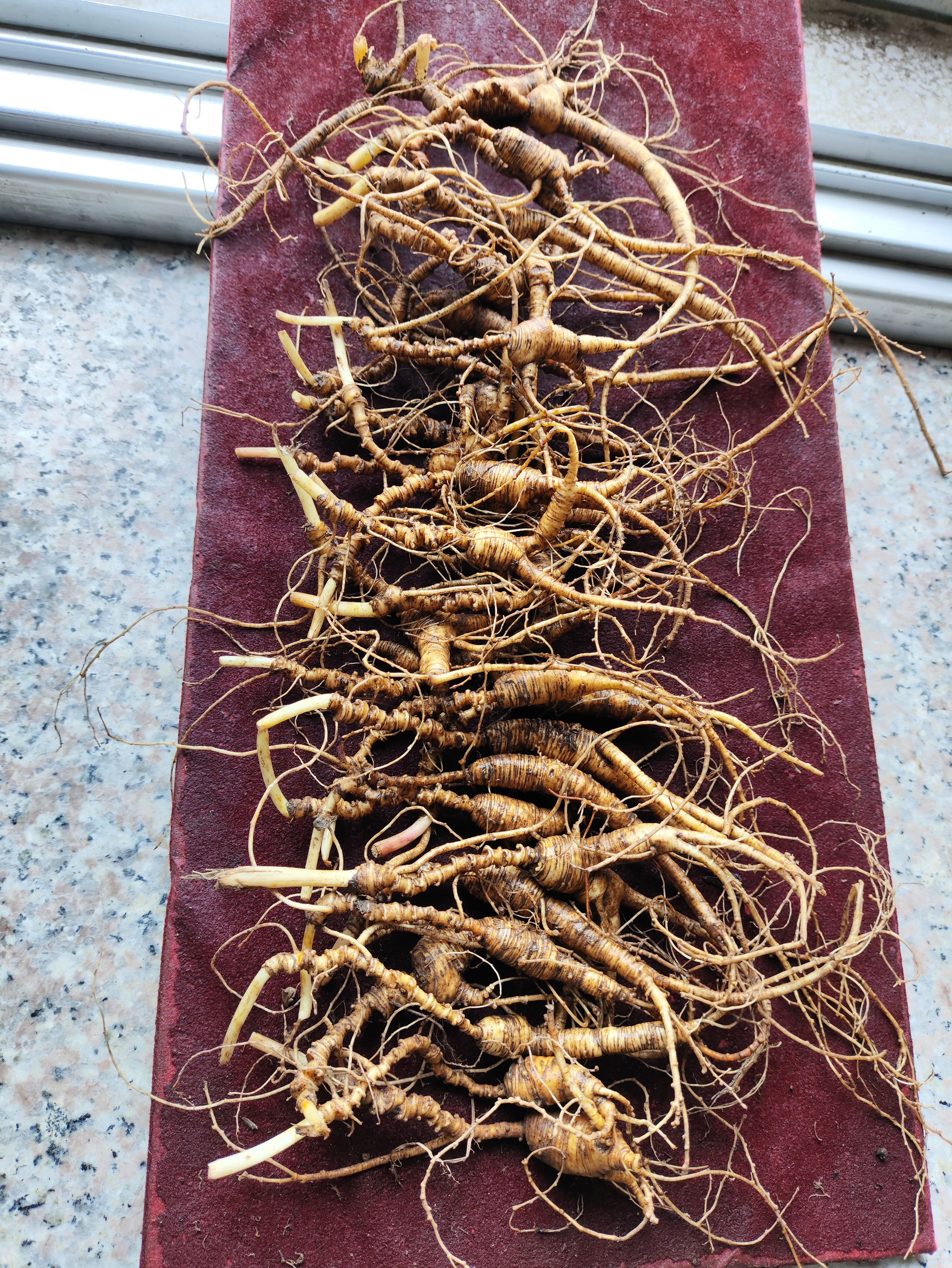 东北林下鲜棒槌，泡酒，煲汤，送人性价比高的货