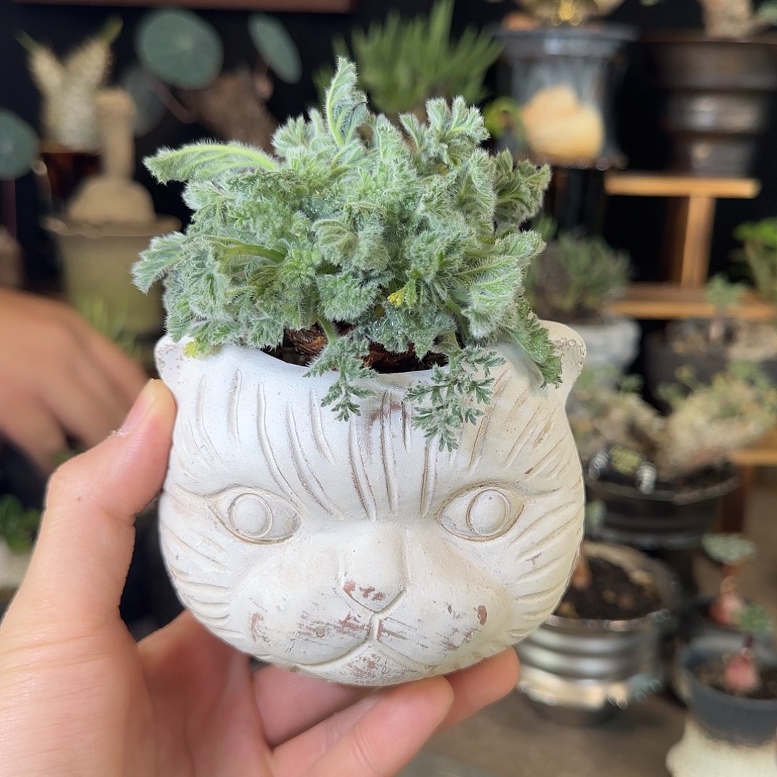 一物一拍羽叶洋葵98