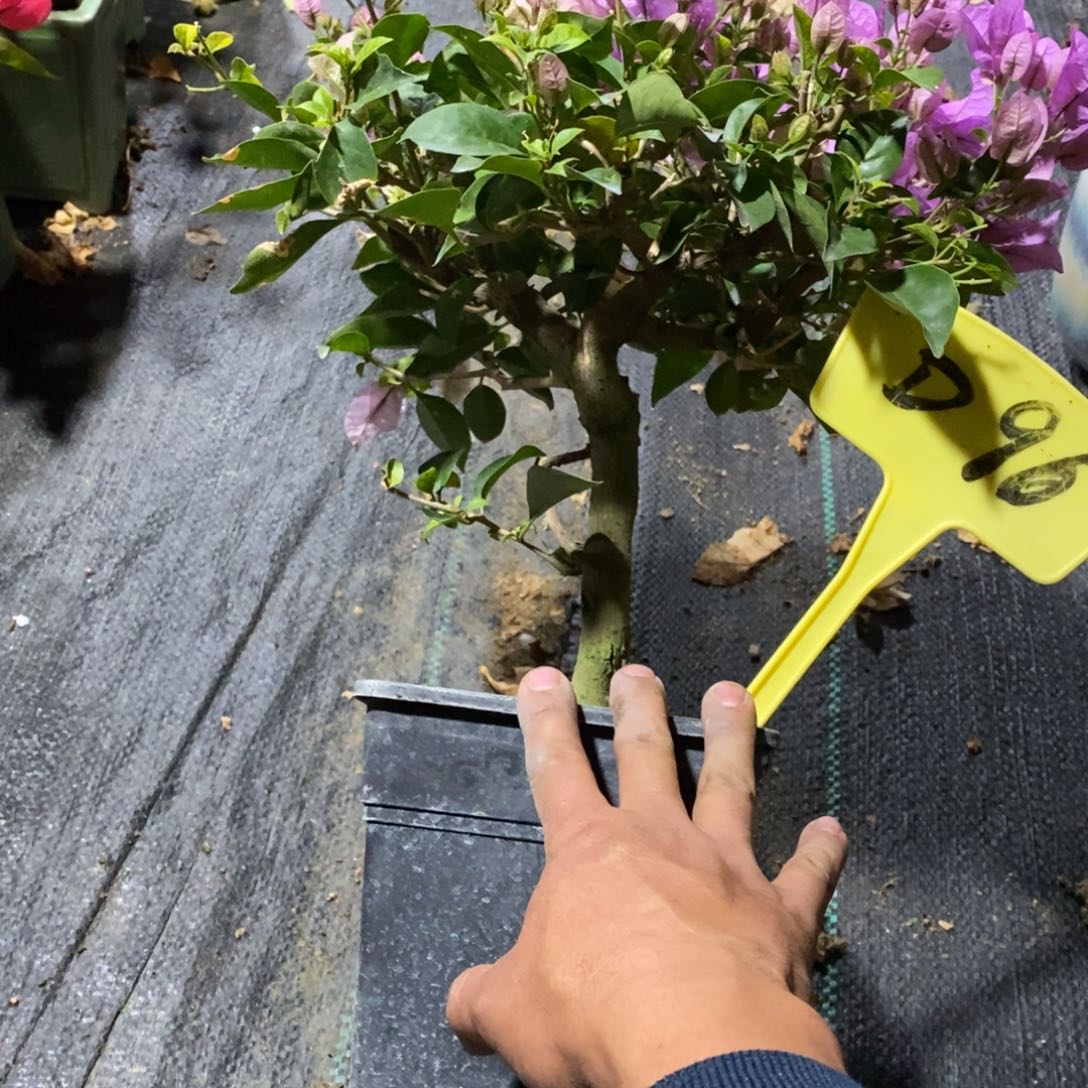 无花朵三角梅巴西紫D96
