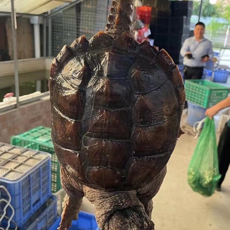 [顺丰速运】直播间挑好龟再下单