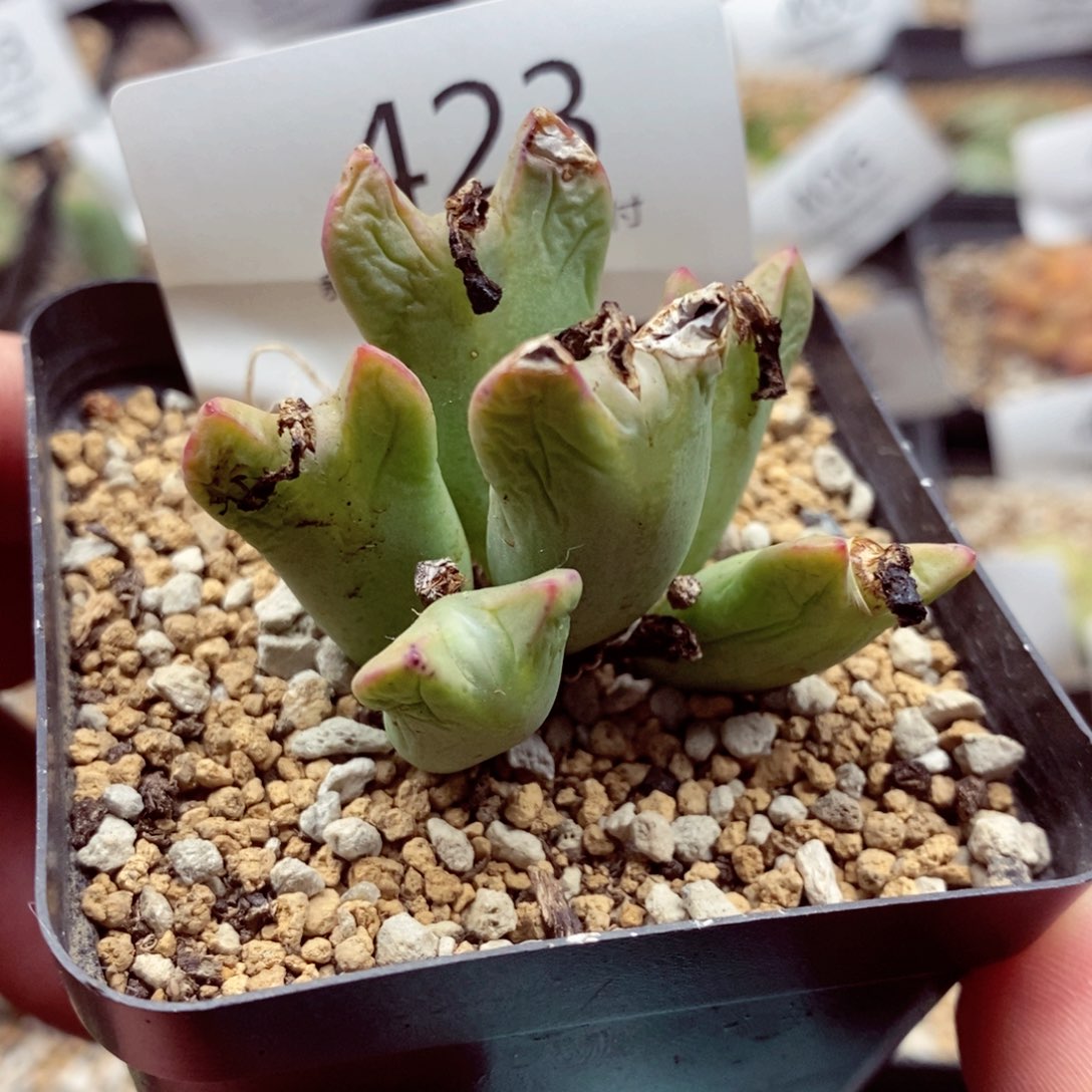 我是一只小小鸟地域鬼423