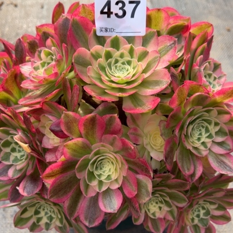 437玉姿20厘米左右