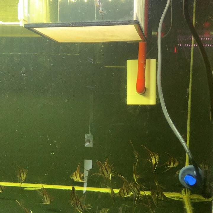 海水仍工练手该品质埃及