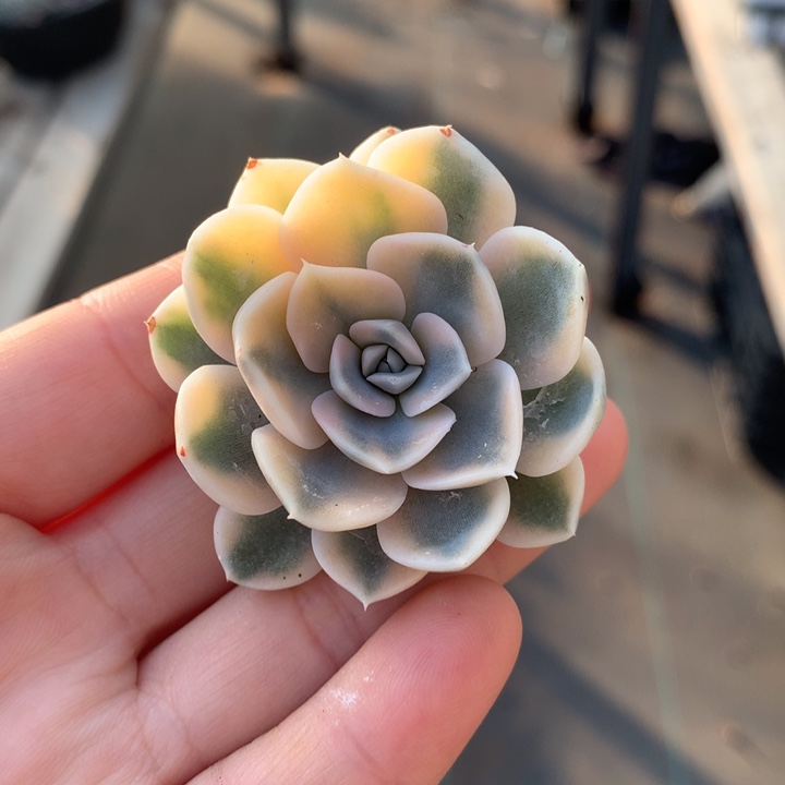 汉堡锦头盖多肉植物