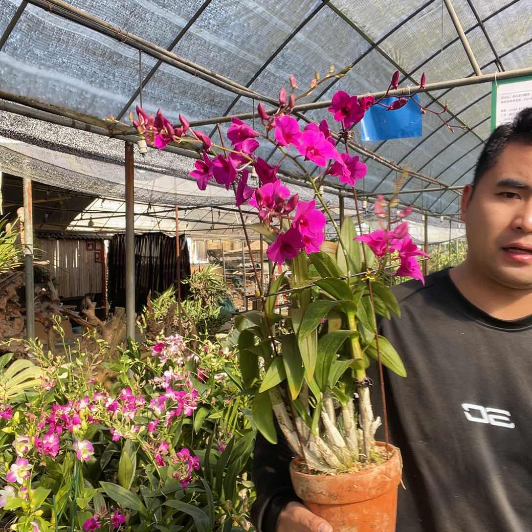 当前无花朵，栽培后可花朵大盆朝阳