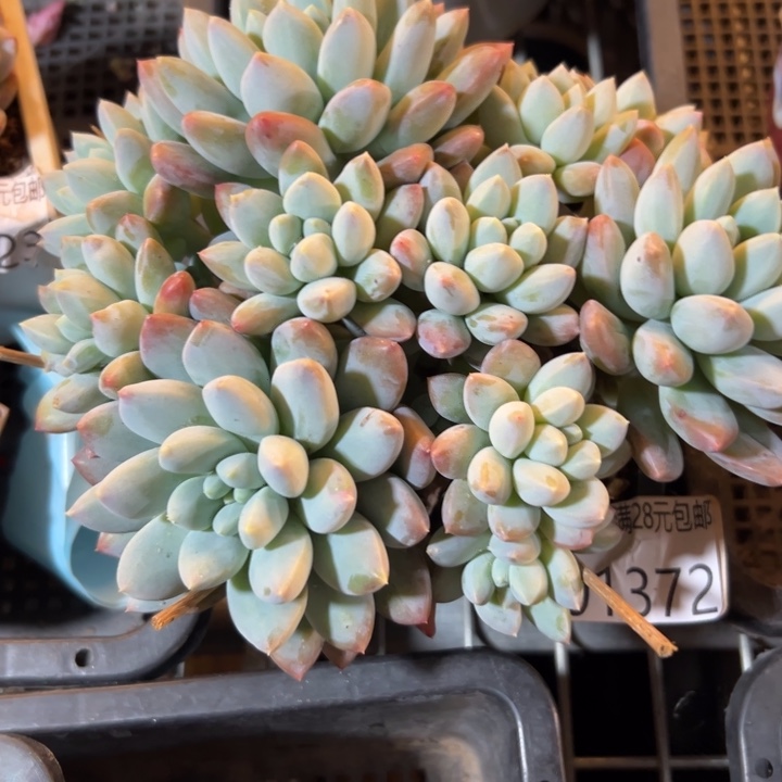 幸运的是我还在努力