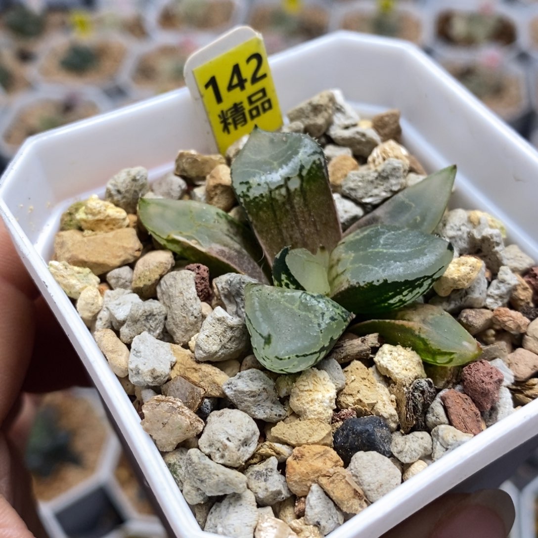 142冰皇十二卷多肉