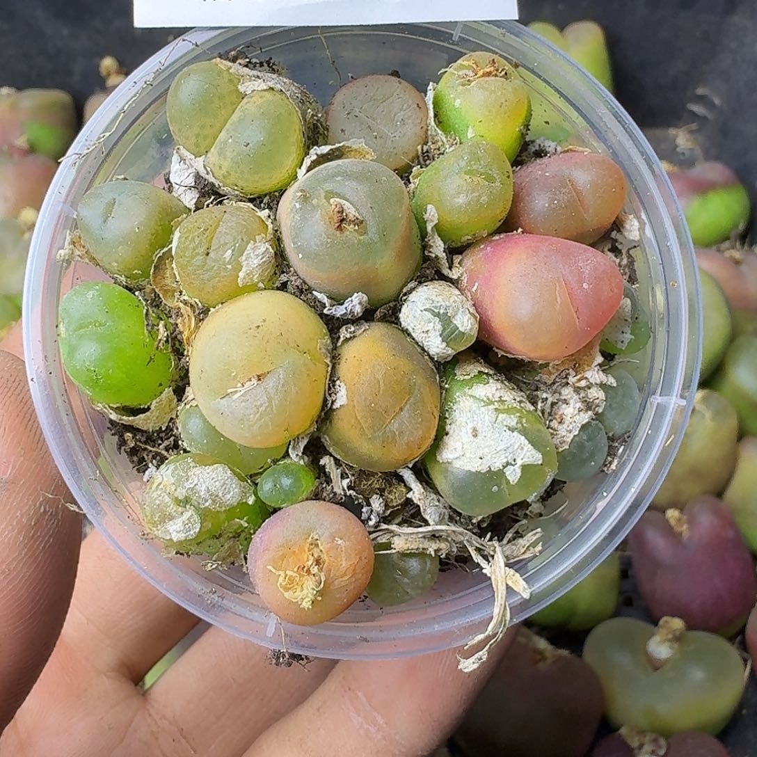 2596 哈哈哈哈哈哈哈