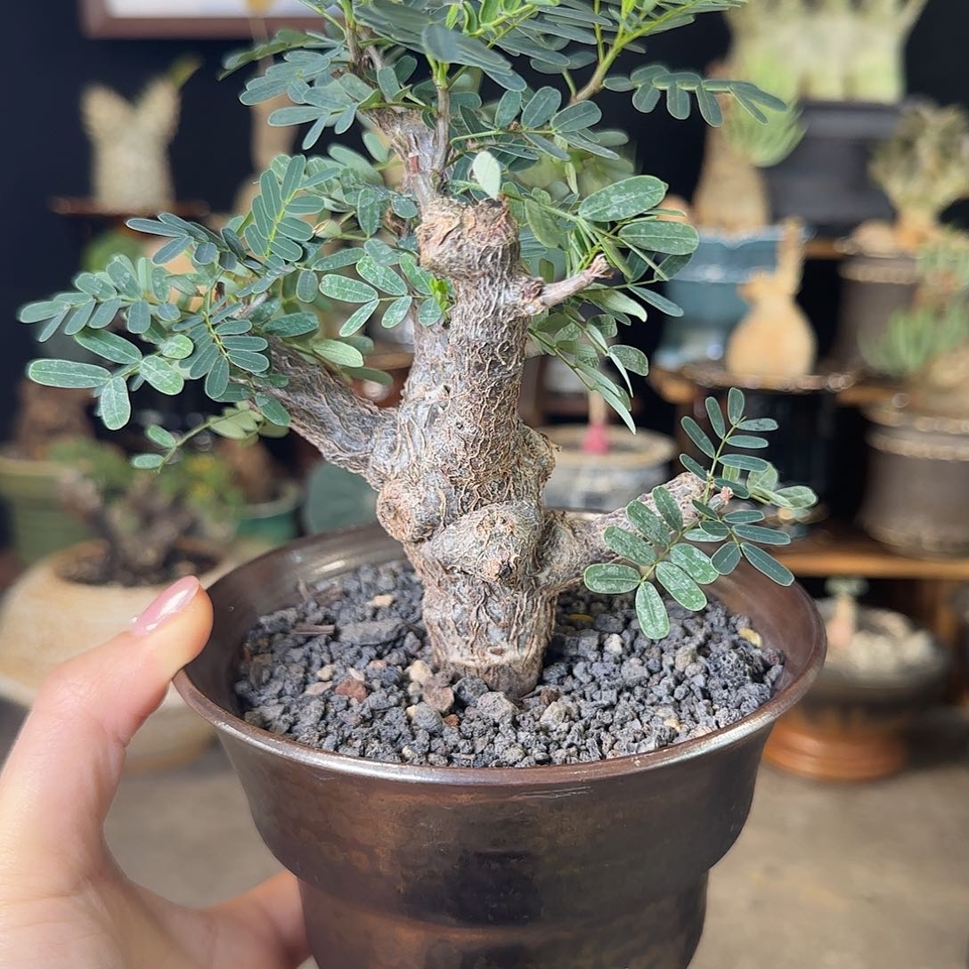 一物一拍沙漠苏木20