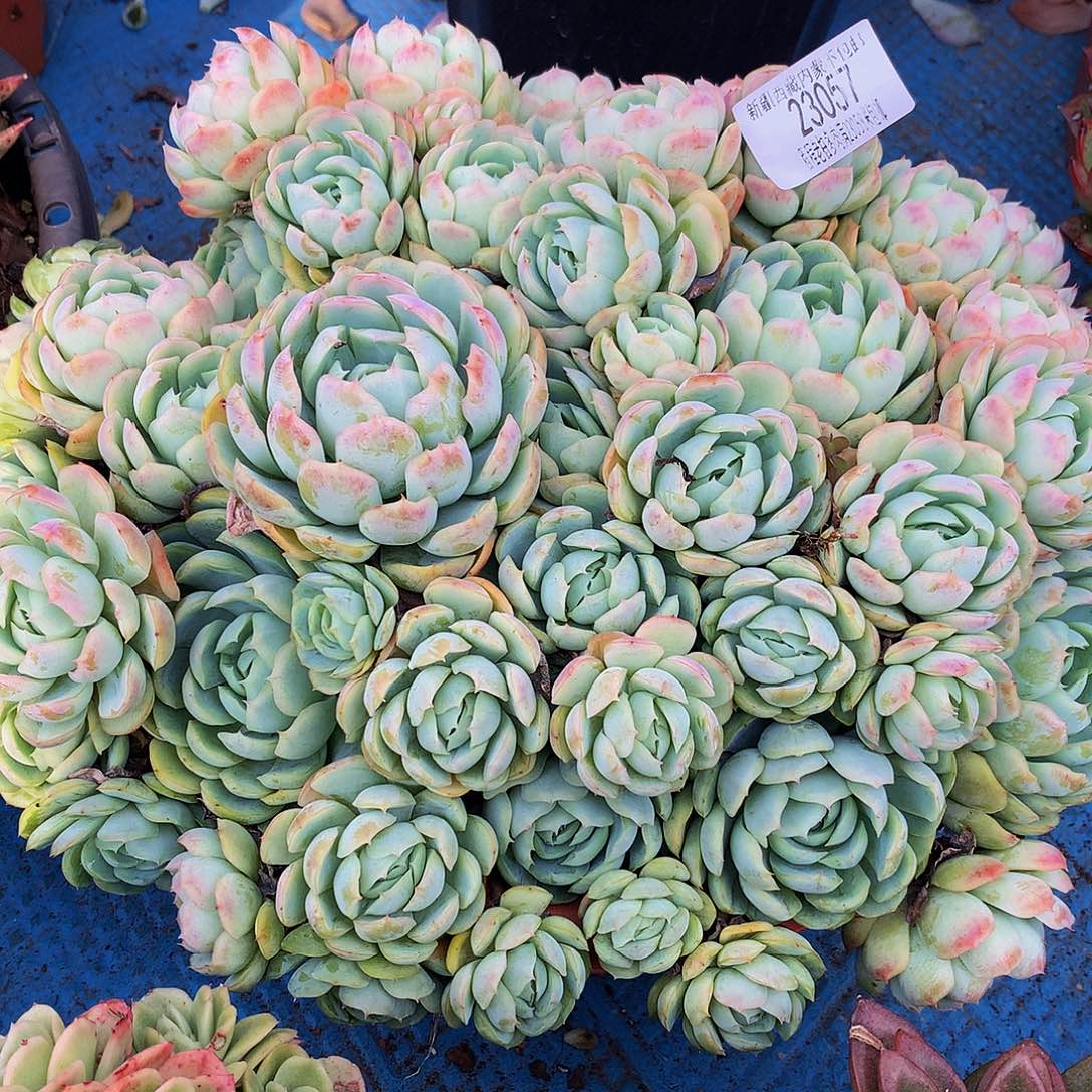 番***茄贝瑞23057多肉多肉