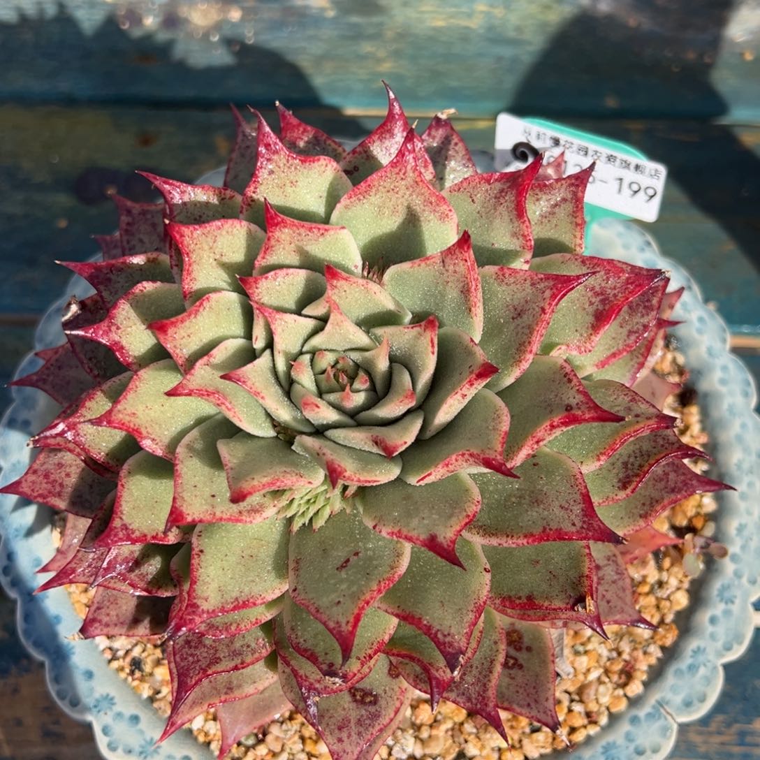 从前慢多肉精选编号0125.199