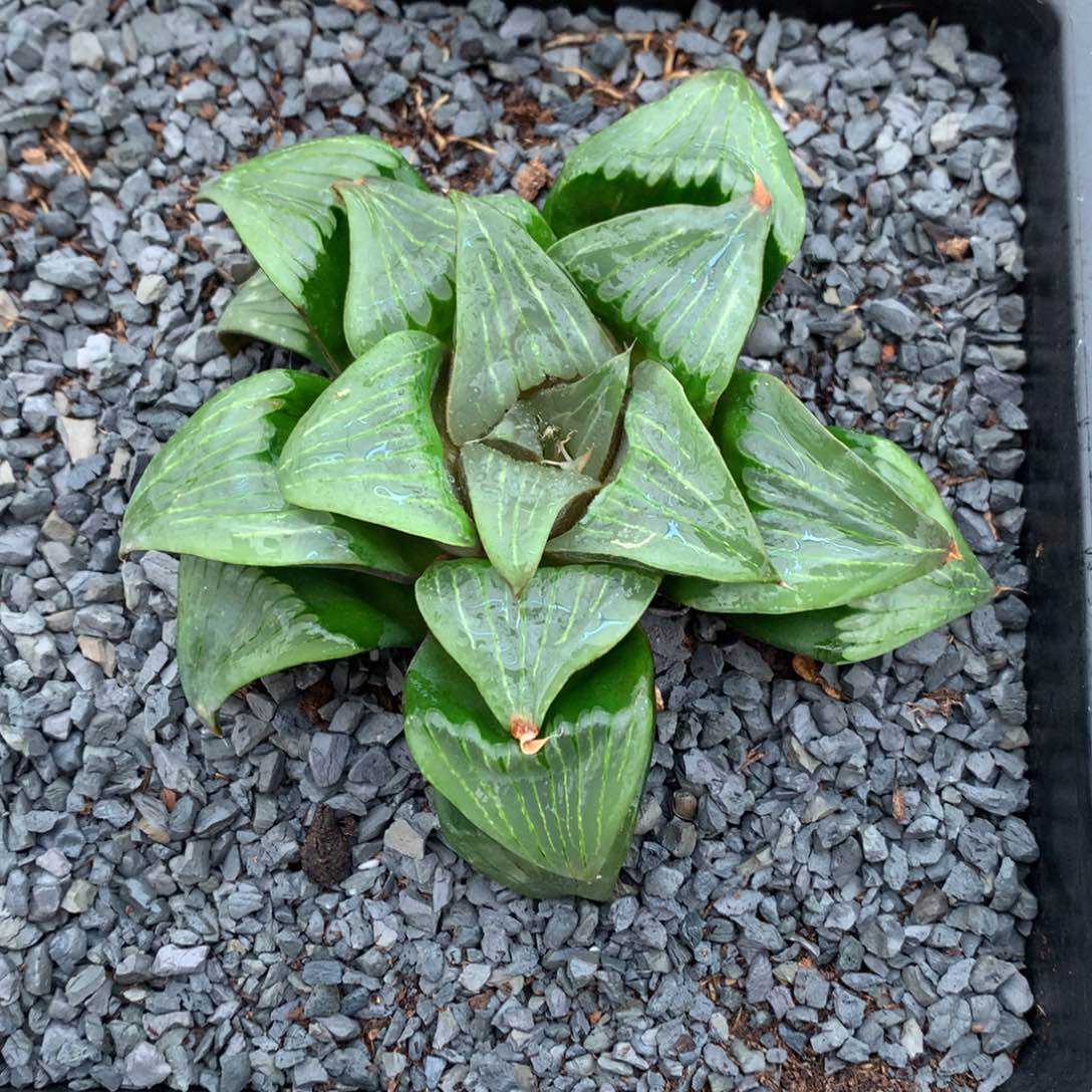 实生芭提雅，带盆一起